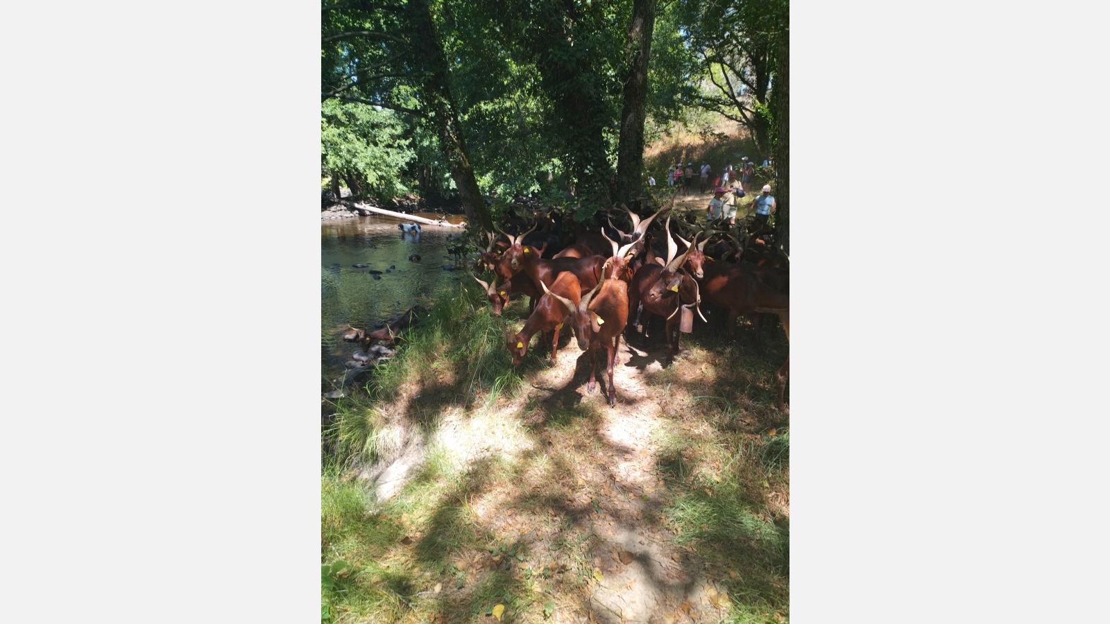 Transhumance arrivée en bord de Gartempe