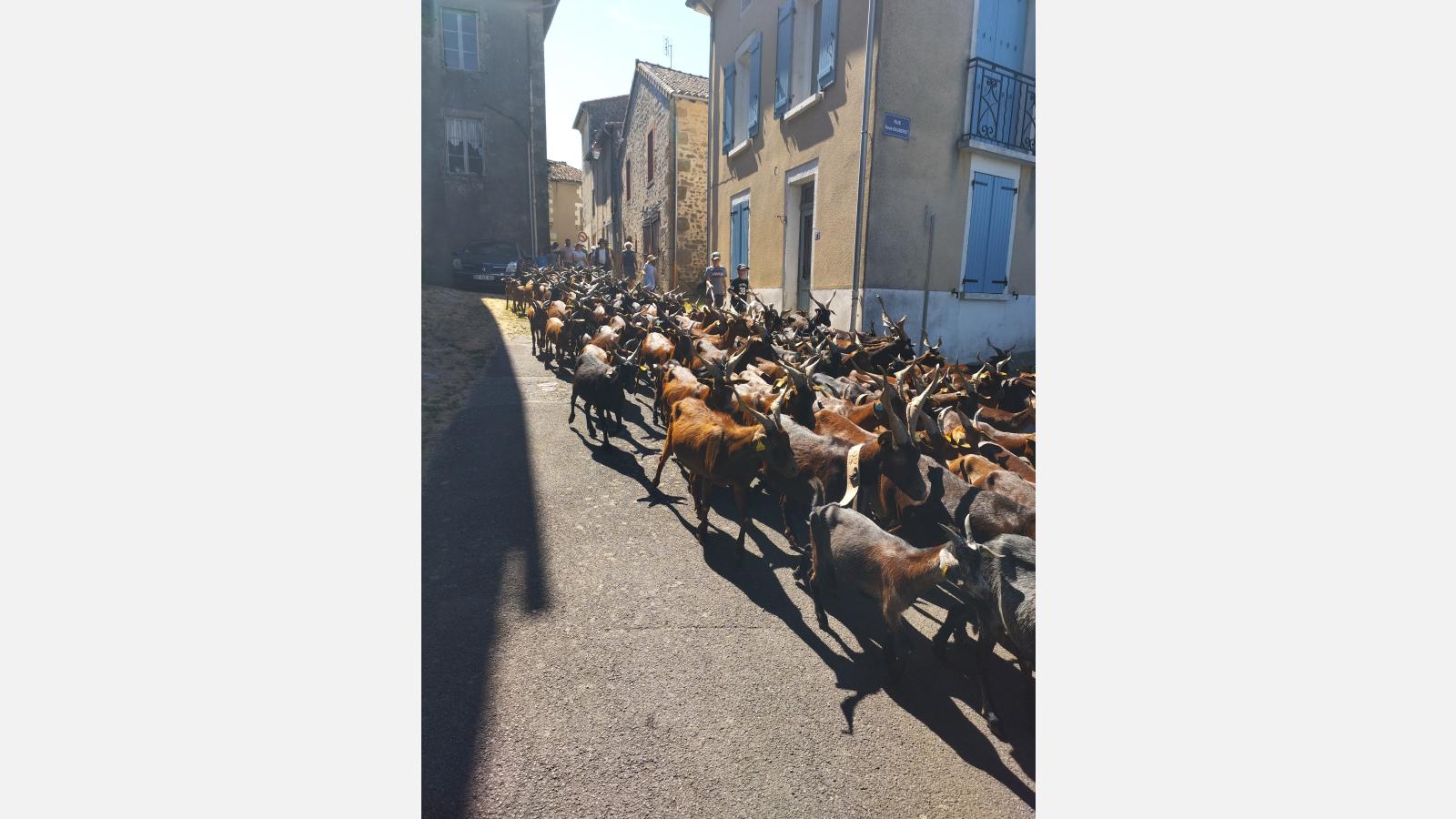 Transhumance passage dans le bourg de Chateauponsac