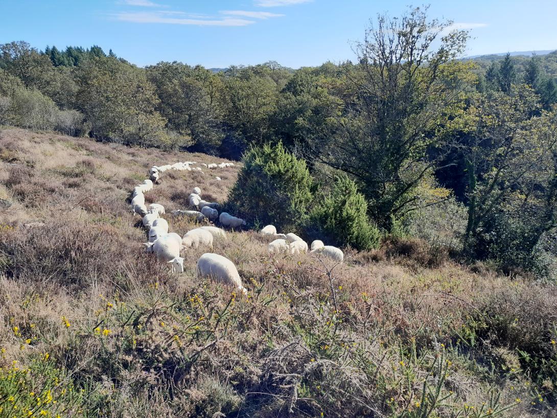 Pâturage itinérant sur la lande des Vérines à Châteauponsac